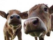 'Yaban ineklerinden kurban olmaz'