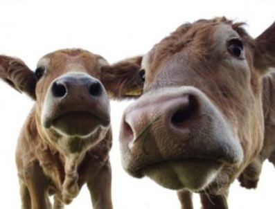 'Yaban ineklerinden kurban olmaz'