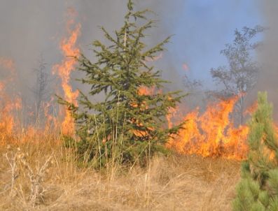 Yangın 5 Dönümlük Fidanlık Alana Zarar Verdi