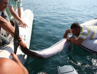 Yaralı Yunus Kurtarılamadı