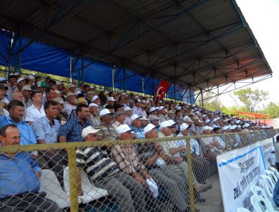 FAHRI MERAL - Çardak Güreşlerinde Başpehlivan Recep Kara Oldu