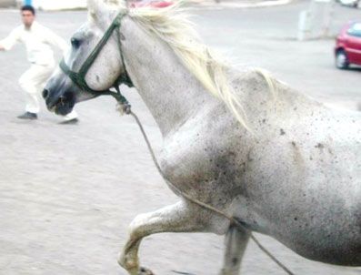 Kara Şimşek'i 4 saatte zor yakaladılar