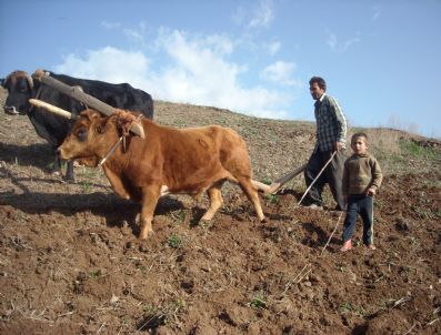 OĞLAN - Karasaban ve Dibek Modern Yaşamla Terkedildi