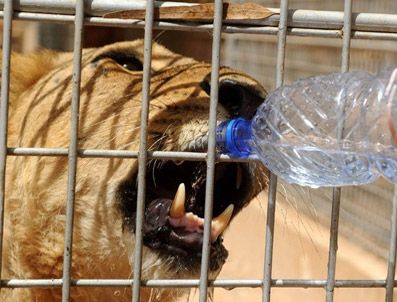 İSYAN - Libya'da hayvanlar aç ve susuz kaldı