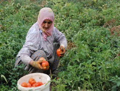Samsun`da Domates Üretimi Artıyor