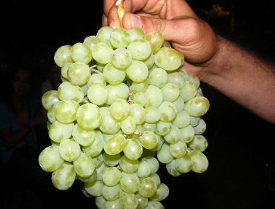 Senirkent’de Festival Coşkusu