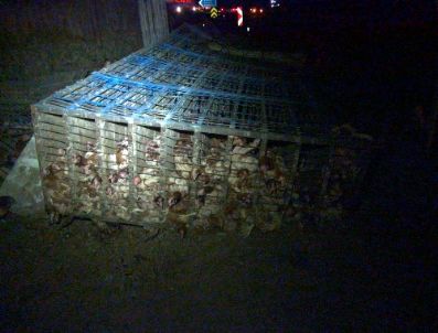 Tavuk Yüklü Kamyon İle Otomobil Çarpıştı 7 Kişi Yaralandı