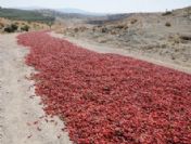 Tonlarca Biber 5 Kilometrelik Yola Seriliyor