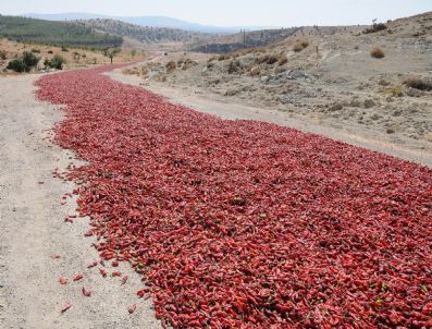 Tonlarca Biber 5 Kilometrelik Yola Seriliyor