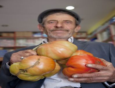 Ahlat`ta Kiloluk Hormonsuz Domatesler