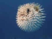 Balon balığındaki tehlike