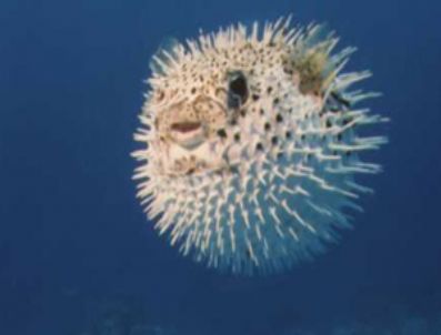 Balon balığındaki tehlike