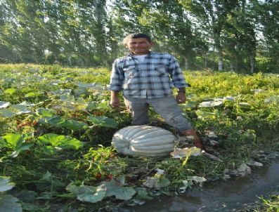 Burhaniyeli Çiftçi 50 Kiloluk Kabak Yetiştirdi