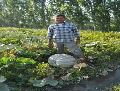 Burhaniyeli Çiftçi 50 Kiloluk Kabak Yetiştirdi