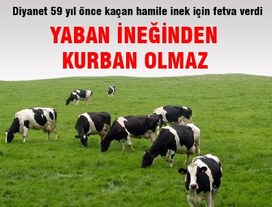 Hamile inek için fetva verdi