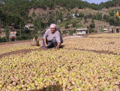 İncirde Bilinçli Kurutma Aflatoksin Oluşumunu Önlüyor