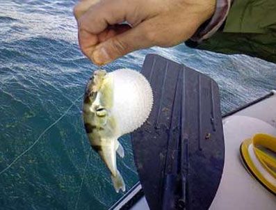 HINT OKYANUSU - Zehirli balon balığı hızla ürüyor!