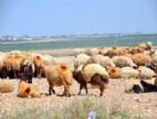 Akçakale Sınırında 635 Koyun Ele Geçirildi