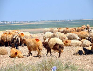 Akçakale Sınırında 635 Koyun Ele Geçirildi