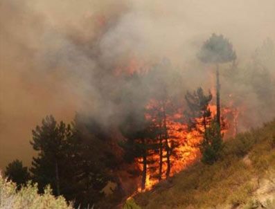 Edirne'de orman yangını