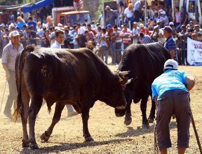 Muğla'da Boğalar Seyircilerin Arasına Daldı