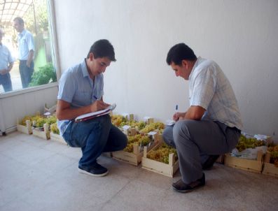 TAYTAN - Salihli'de En Güzel Üzümler Seçildi