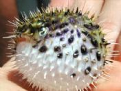 Bodrum'da balon balığı alarmı