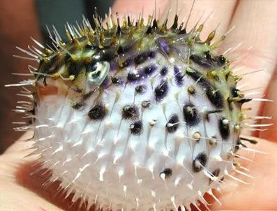 Bodrum'da balon balığı alarmı