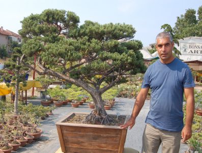 HAYRÜNNİSA GÜL - Çankaya Köşkü'ne Yalova'dan Bonsai