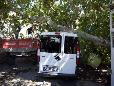 Asırlık Çınar Ağacı Yorgun Düştü