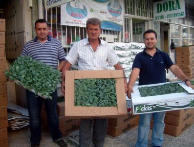 Burhaniye’de Kışlık Sebze Dikimine Başlandı