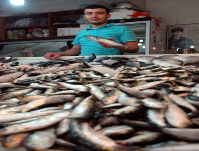 Çanakkale’de Balık Fiyatları Düşüyor
