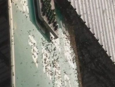 Çin'de arı istilası kameralarda