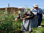 Hobi Bahçeleri’nde Hasat Zamanı