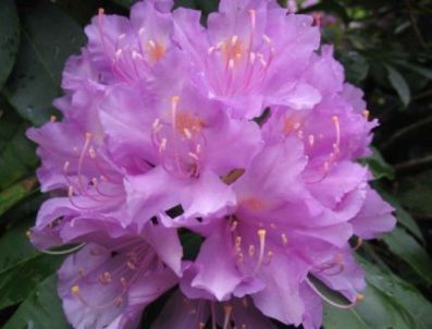 İl Sağlık Müdürlüğü Ölümlere Neden Olan 'deli Bal'a Dikkat Çekti