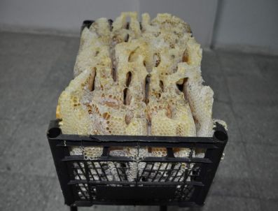 (özel Haber) Arılar Sebze Kasasına Bal Yaptı