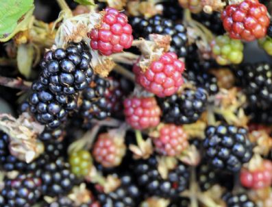 Pazarda 5 Tl, Dağda Bedava