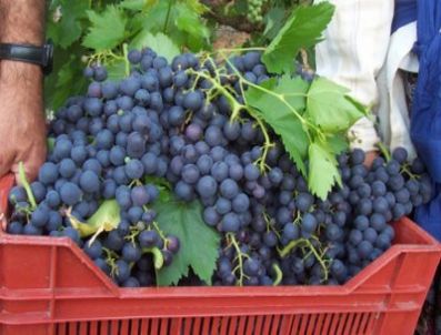 Üzüm hasadına devam