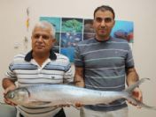 Bu balık Akdeniz'de ilk kez görüldü