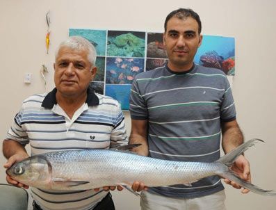 PASIFIK OKYANUSU - Bu balık Akdeniz'de ilk kez görüldü