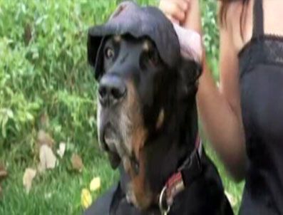Dünyanın en uzun kulaklı köpeği