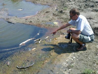 Gelibolu’da Toplu Balık Ölümleri
