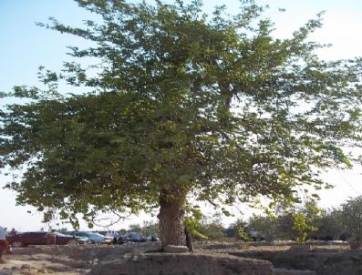 Vali Lekesiz'in Doğa Sevgisi Yaşlı Ağacı Kesilmekten Kurtardı
