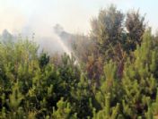 Akyazı`da Orman Yangını