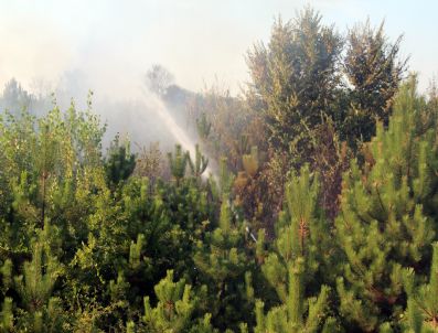 Akyazı`da Orman Yangını