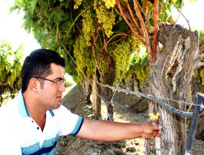 Bağ Kütüğünde Üzüm Çıktı