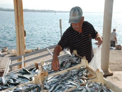 TAŞBURUN - Didimli Balıkçılar Sezondan Beklediğini Alamadı