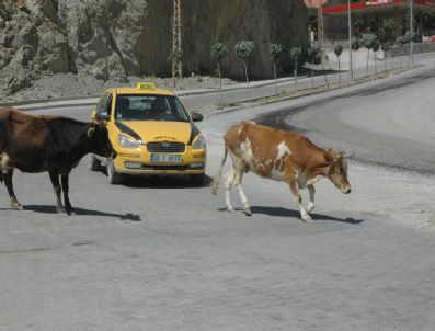 Hakkaride Başıboş İnek Sorunu
