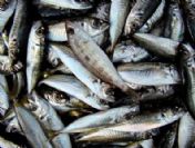 İstavrit balıkçının yüzünü güldürdü