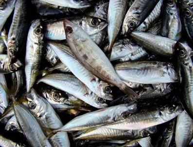 İstavrit balıkçının yüzünü güldürdü